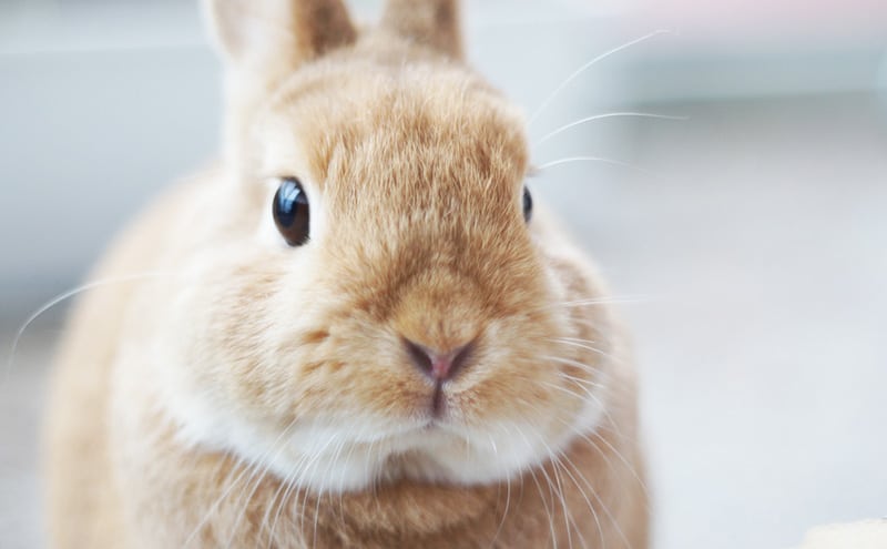 Is LVMH Cruelty-Free or Vegan? » Vegan Rabbit