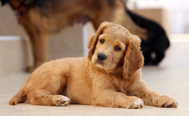 Taste of the wild puppy outlet petsmart