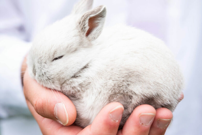 The Truth About China Ending Mandatory Animal Testing This May