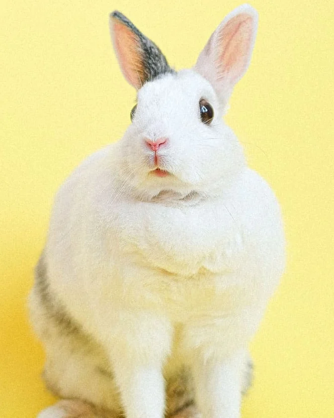 Bunny rabbitx