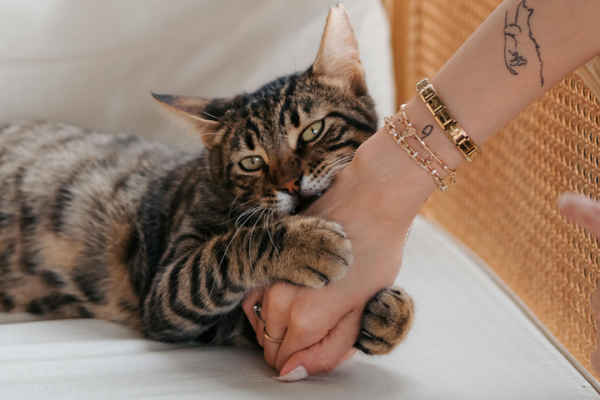 Cruelty Free Kitty Cruelty Free Made Simple Cruelty Free Kitty Cruelty Free Made Simple
